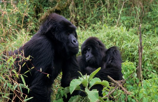140116_Gebeco_Uganda_Gorillas.jpg