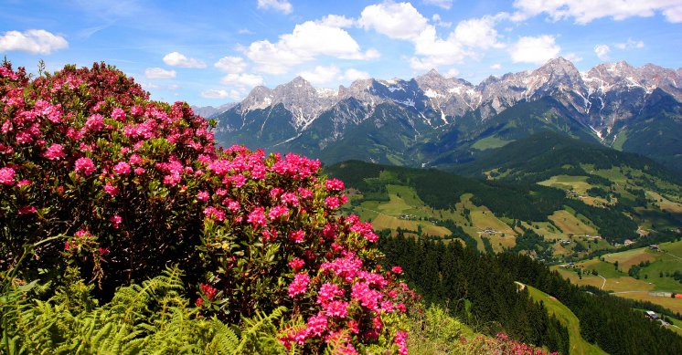 Panorama mit Alpenrosen Hochkönigs Bergreich.jpg