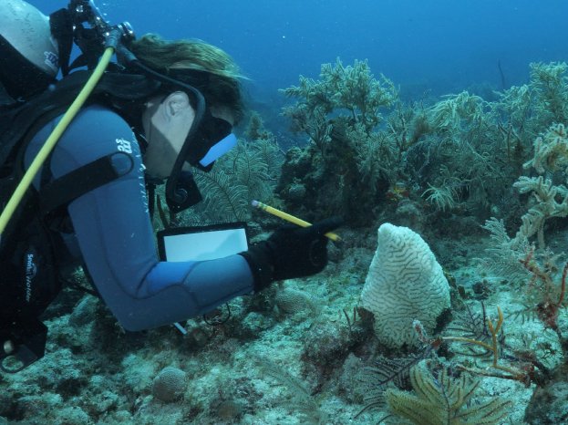 Marine scientist recording coral health.jpg
