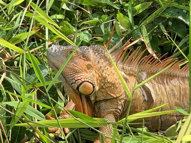 Costa Rica Iguana (c) Ulrike Albrecht, Karawane.jpg