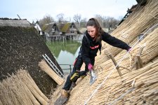 Neue Schilfdächer für die Unteruhldinger Pfahlbauten am Bodensee