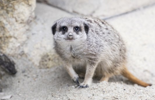 Erdmännchen_Hellabrunn_2018_MarcMüller (2).JPG