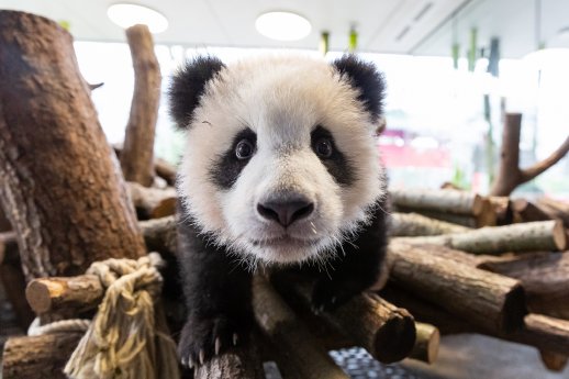 Panda Paule auf Entdeckertour_Zoo Berlin.jpg