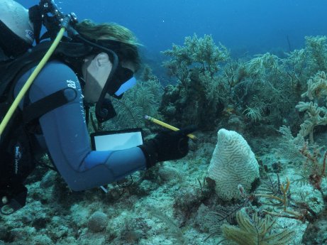 Marine scientist recording coral health.jpg