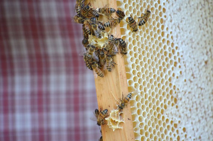 Bienen__c__BBM_Nina_Lüdemann.jpg