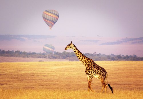Kenia_Masai Mara_copyright Getty Images_FTI Touristik.jpg