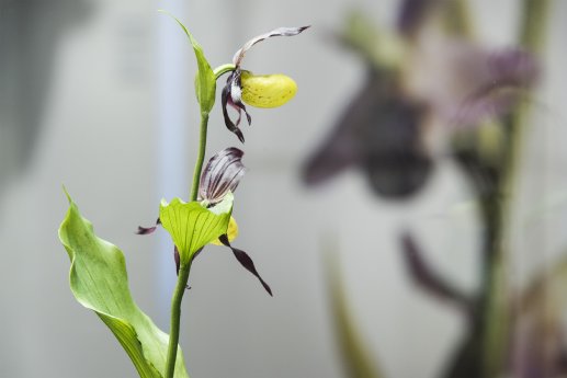 Museum_Wiesbaden_Orchidee_ Cypripedium calceolus_Foto_Bernd_Fickert.jpg