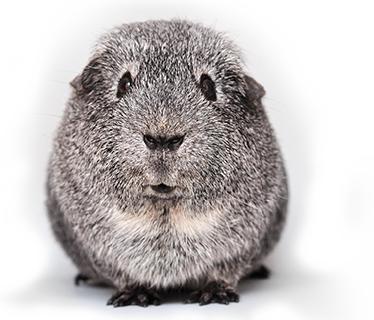 saving animal life with Aurea gTOXXs
