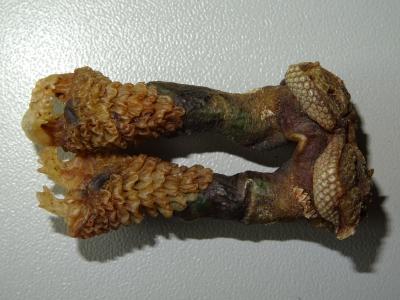 Getrocknete Gschlechtsorgane des Varanus bengalensis_c_T. Ziegler_02.JPG