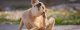 Parasiten beim Hund erkennen und vorbeugen – Die wichtigsten Tipps