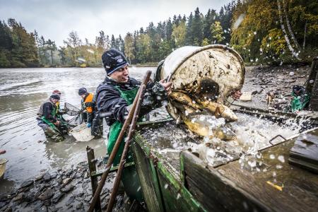 In der Oberpfalz beginnt in diesen Tagen die neue Karpfen-Saison. „Die Erlebniswochen Fisch“ rücken die schmackhafte Delikatesse in den Mittelpunkt. Foto: obx-news/Tourismusverband Ostbayern