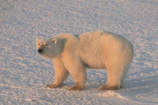Polarbär in Manitoba, Kanada_1 © America Unlimited.jpg
