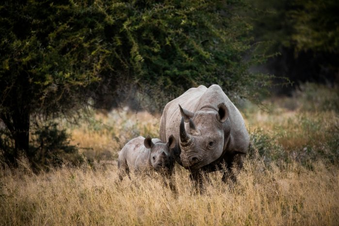 Nashorn im Kruger NP.jpg