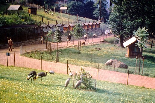 Ziegen und Fasanerie im Neunkircher Zoo 1962_Foto_Muthweiler.JPG