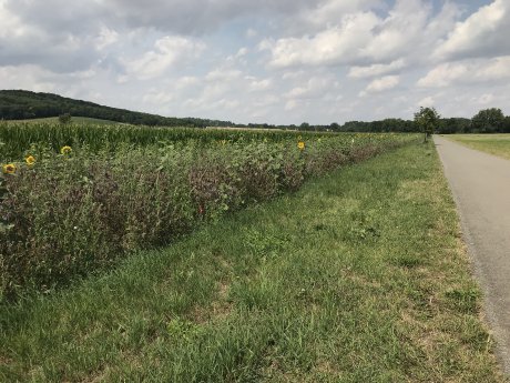 Bild 2PM_Blühstreifen Toskanaworld_Foto Klaus Lohmann.JPG