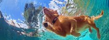Hund schwimmt im Wasser.