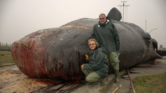 Andrea_und_Wilfried_Steffen_vor_einem_gestrandeten_Pottwal.jpg