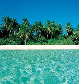 MaldivesLush vegetation.JPG