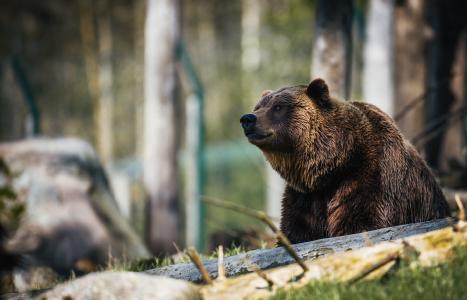 Contentbär auf der Lauer: Beim Contentbär SEO Contest geht es jetzt um alles.