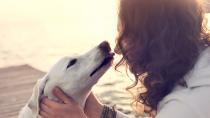 Hilfe, mein Hund leidet unter Mundgeruch!