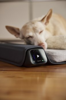 2512_Bemer_Dog_1682.jpg