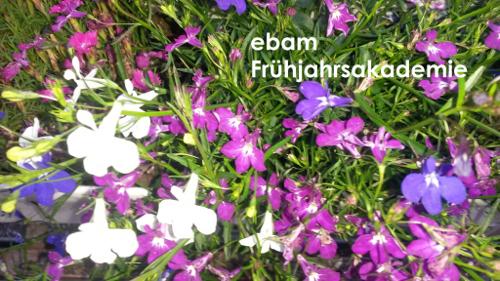 ebam_Blumen.jpg