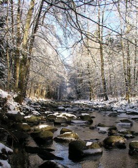 Sieber im Winter_RUZ Nationalpark Harz.jpg