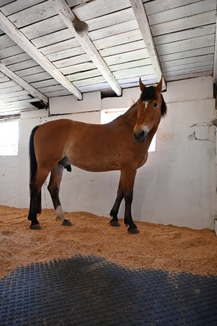 OTTO Stable Mat 4.JPG