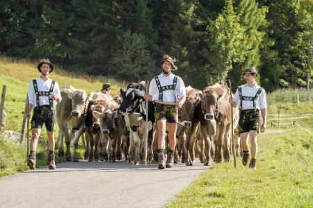 Viehscheid in Balderschwang im Allgäu