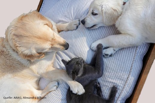 Hund_und_Katze.jpg