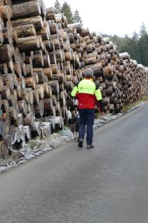 Eisschicht schützt Baumstämme vor Borkenkäfern