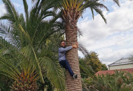 Christian Gedig auf die Palme gebracht