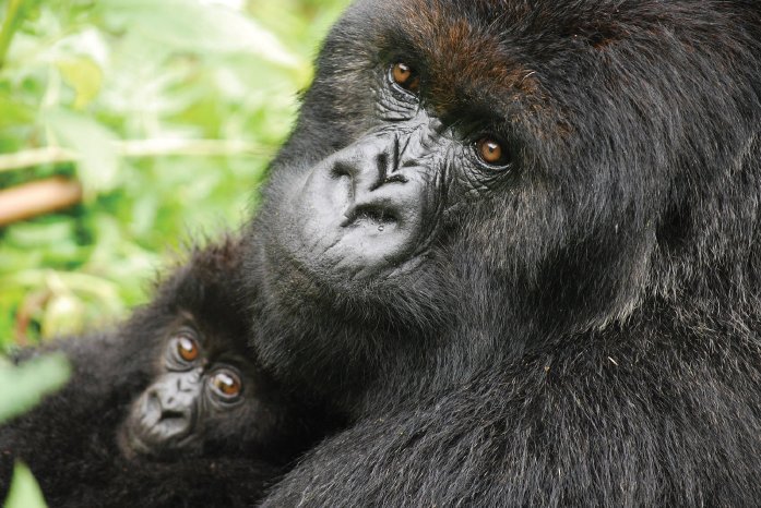 Intrepid Travel_Gorilla Trekking in Ruanda.jpg