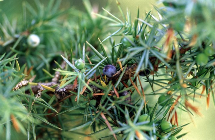 Juniperus_communis _Wacholder.jpg
