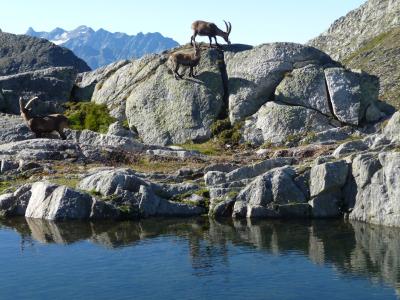 Capanna Cadlimo ©Ticino Turismo