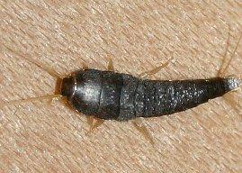 Dschungelcamp in der eigenen Wohnung: Wenn Silberfische und Kellerasseln die Wände hochkrabbeln © WikimediaCommons SebastianStabinger
