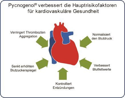Pycnogenol und Risikofaktoren für die kardiovaskuläre Gesundheit.jpg