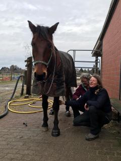 Michele Mesche r.i.B. passt dem Pferd SIT u.a. den Swiss Galoppers Reitsportschuh zum Test an