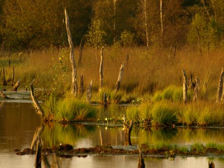 moorlandschaft_dagmar-esfandiari.jpg