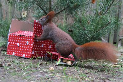 Weihnachtsstimmung bei den Eichhörnchen im Wildpark-MV, Foto: Wildpark-MV