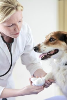 Agila raet zu regelmaeßigen Vorsorgeuntersuchungen beim Tierarzt um ernsthafte Krankheiten .jpg