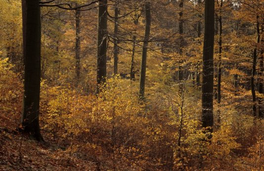 Herbstlicher Buchenwald_Nationalpark-Kellerwald-Edersee.jpg
