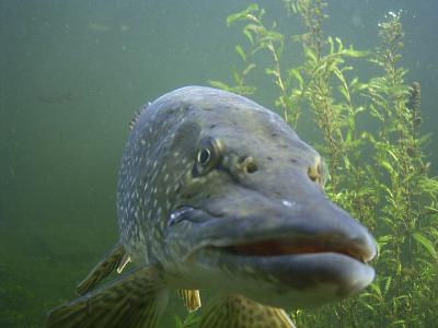Auge in Auge mit einem kapitalen Hecht: Im Wildpark Furth im Bayerischen Wald können die Besucher auch im Winter gefahrlos und trockenen Fußes die Fische unter der Eisdecke eines Sees beobachten. Die spektakuläre Unterwasserbeobachtungsstation ist nur eines von vielen Highlights in der 100.000 Quadratmeter großen Abenteuer-Welt des Wildparks Furth. Foto: obx-news