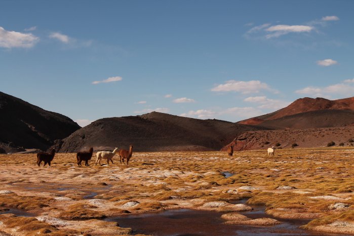 IMG_3211 (c) Lydia Dejas, Karawane.JPG