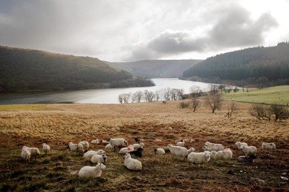 Sheep in autumn M132-779-D-A6W.jpg