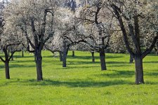 Auf den Wiesen wurzeln in unregelmäßigen Abständen großwüchsige Obstbäume vieler Sorten. Eine hohe Anzahl teils bedrohter Tier- und Pflanzenarten ist dort beheimatet.