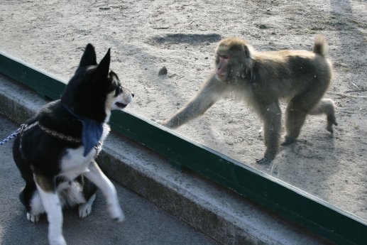 Hundetag im Tierpark - Hund Charly mit Japanmakaken.jpg