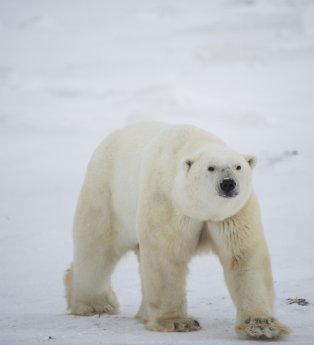 Polar Bear_ Credit Travel Manitoba.jpg