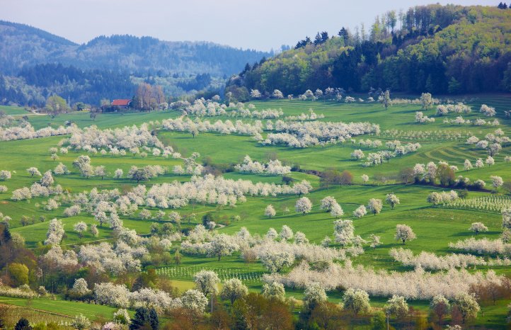 Markgräflerland_Kirschbluete Feldberg_Niedereggenen.jpg