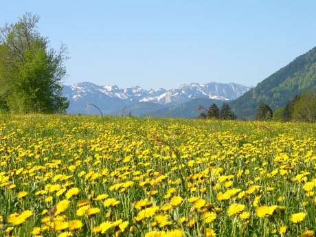 Loewenzahnfruehling_im_Toelzer_Land_Klaus_Knirk.jpg